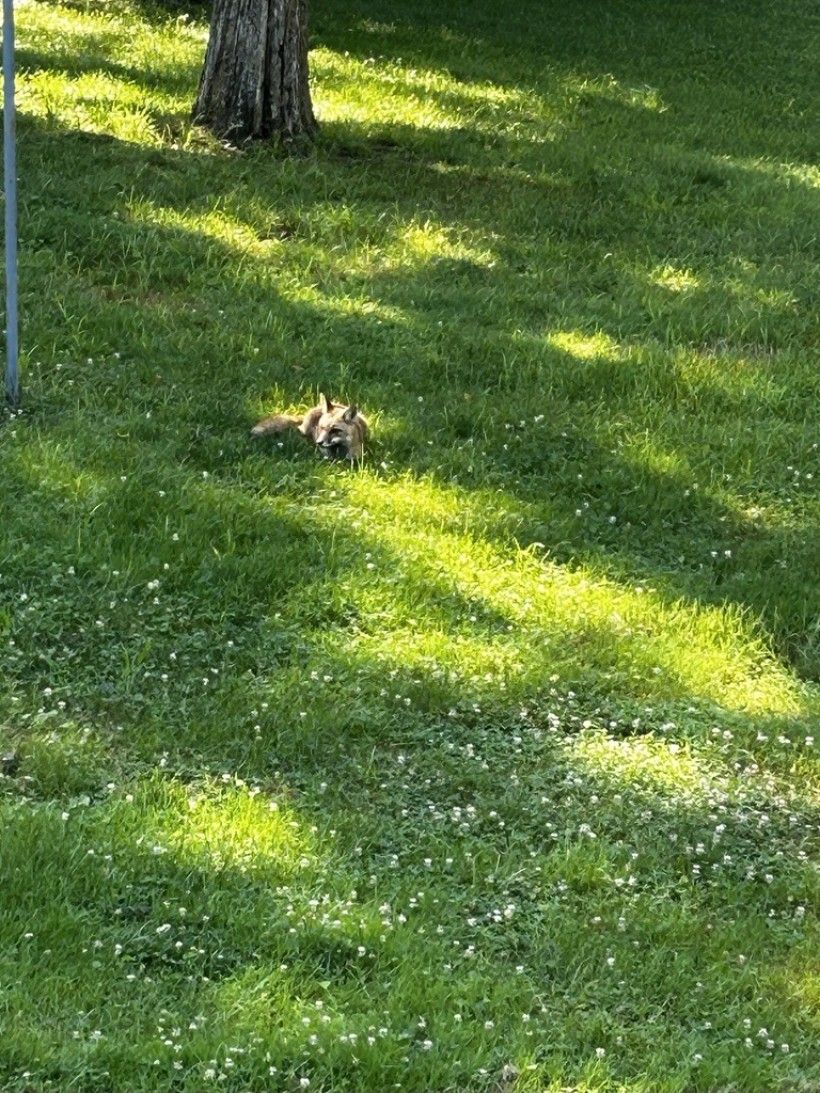 image of a fox resting on a lawn that was left to grow longer and flower