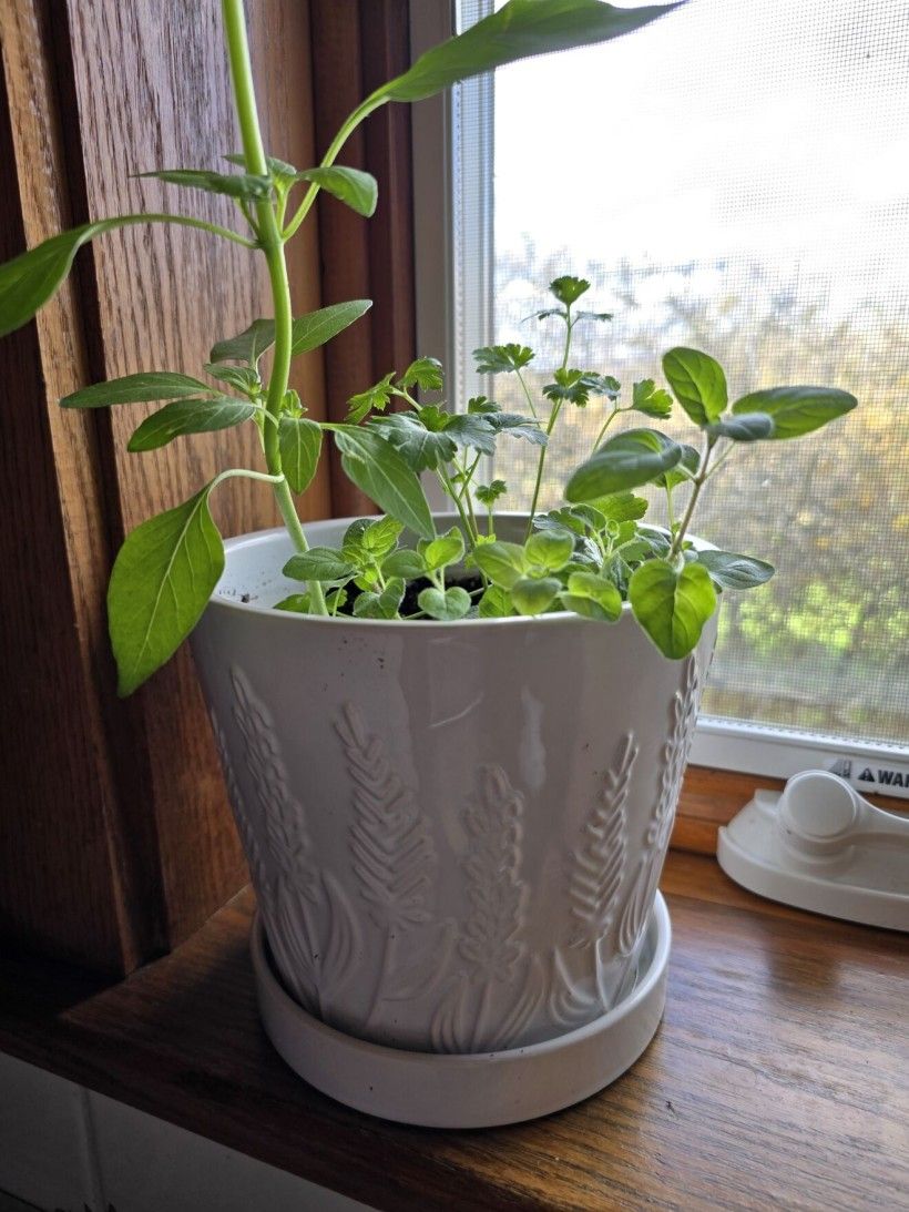 Plant in a white pot, sitting on a window sill