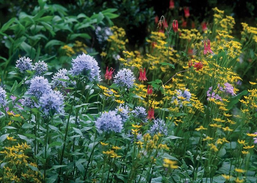Photo by Mark Gormel Photo of a native plant garden
