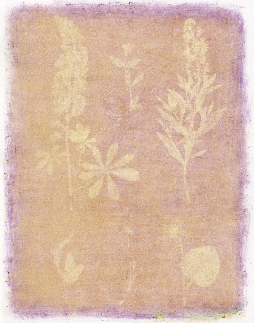 Amanda Marchand & Leah Sobsey, <em>Herbarium Plate 13 – Purple Common Foxglove</em>, 2023, archival pigment print (made from original anthotype) 40 x 30 in. Courtesy of the artists and Rick Wester Fine Art, NYC. © Amanda Marchand & Leah Sobsey pink flower print