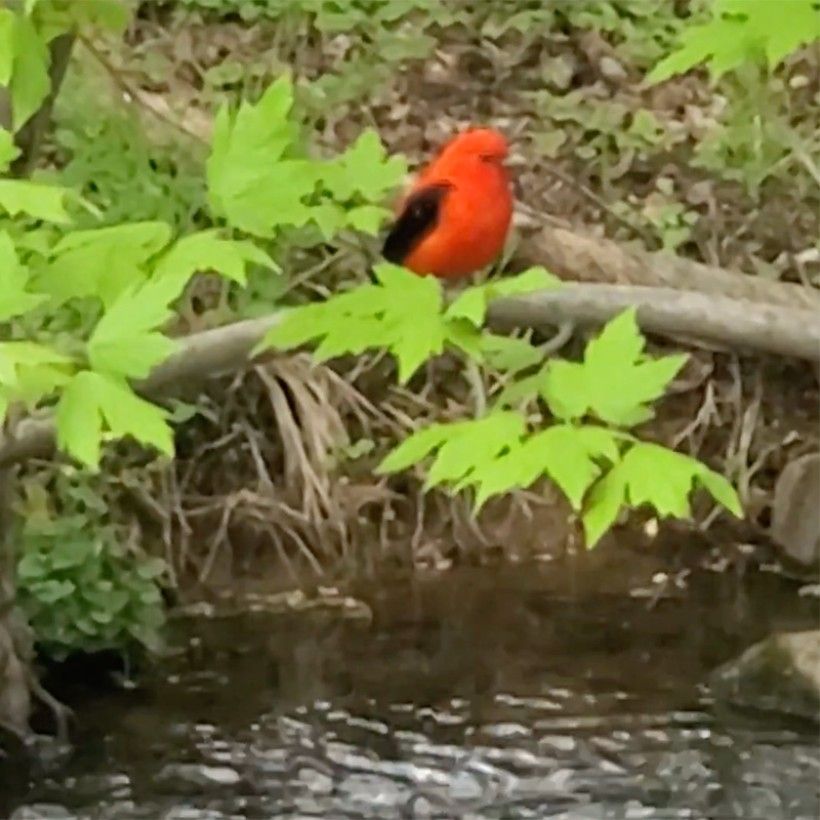 Screengrab of a video of a scarlet tanager spotted in Waterloo Mills. Credit: Kevin Fryberger a vibrant red bird sits on a tree root right on the banks of a stream