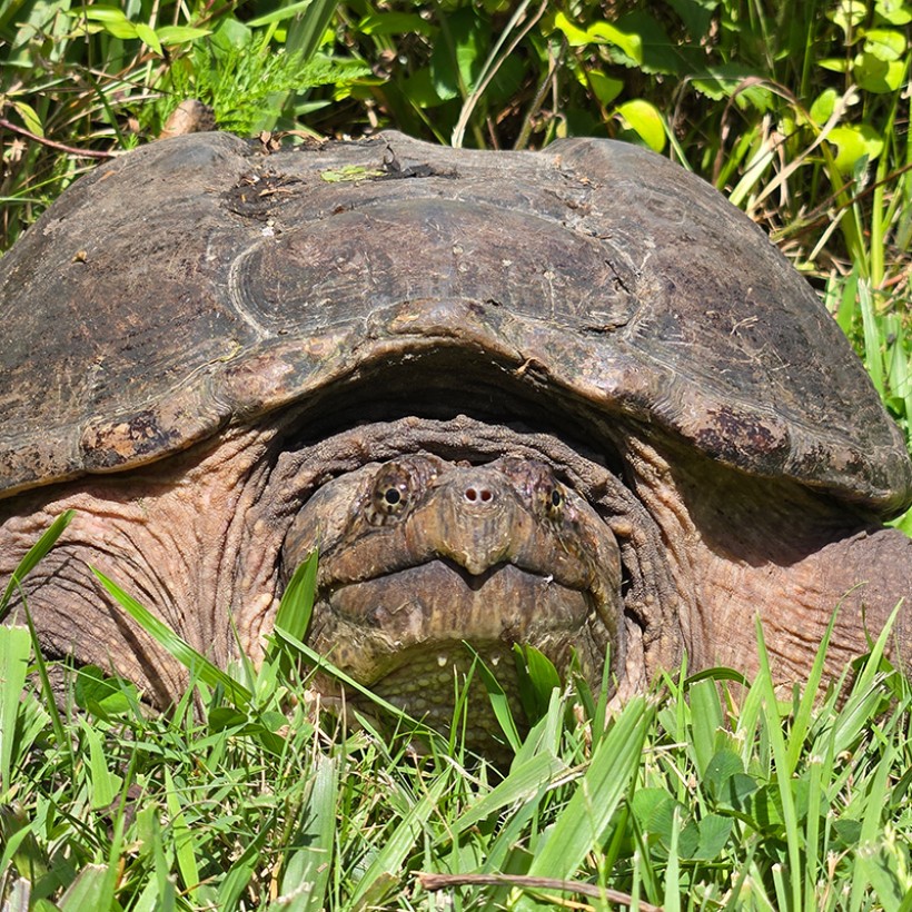 Common snapping turtle at Waterloo Mills. Credit: Kevin Fryberger photo of a common snapping turtle resting on grass