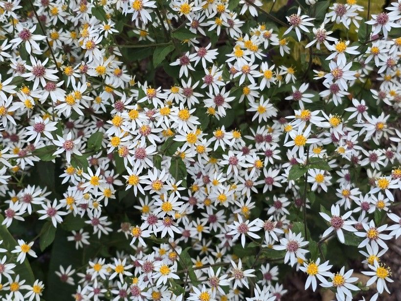 Full patch of white flowers