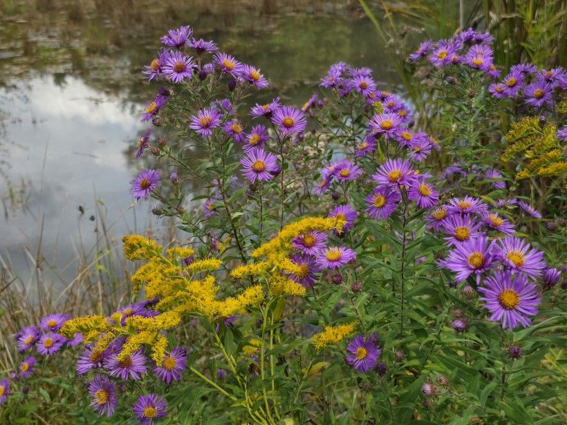 Goldenrod & New England Aster. Credit: Melissa Reckner Purple and yellow flowers surrounding a pond