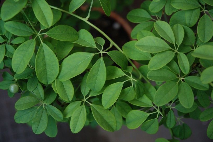 Photo of the chocolate vine plant, invasive perennial vine. It is covered in five green almond shaped leaves on a long winding stem.