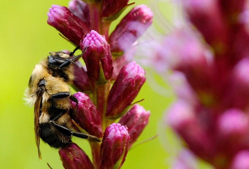 a bee visits the colorful blooms of the Dense Blazing Star