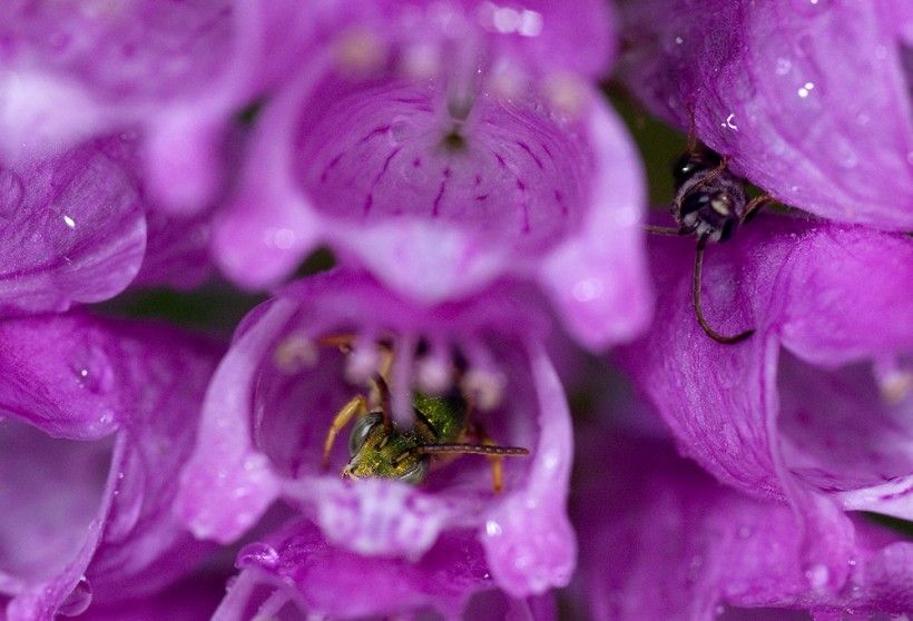 bees huddle among flowers during a rainstorm