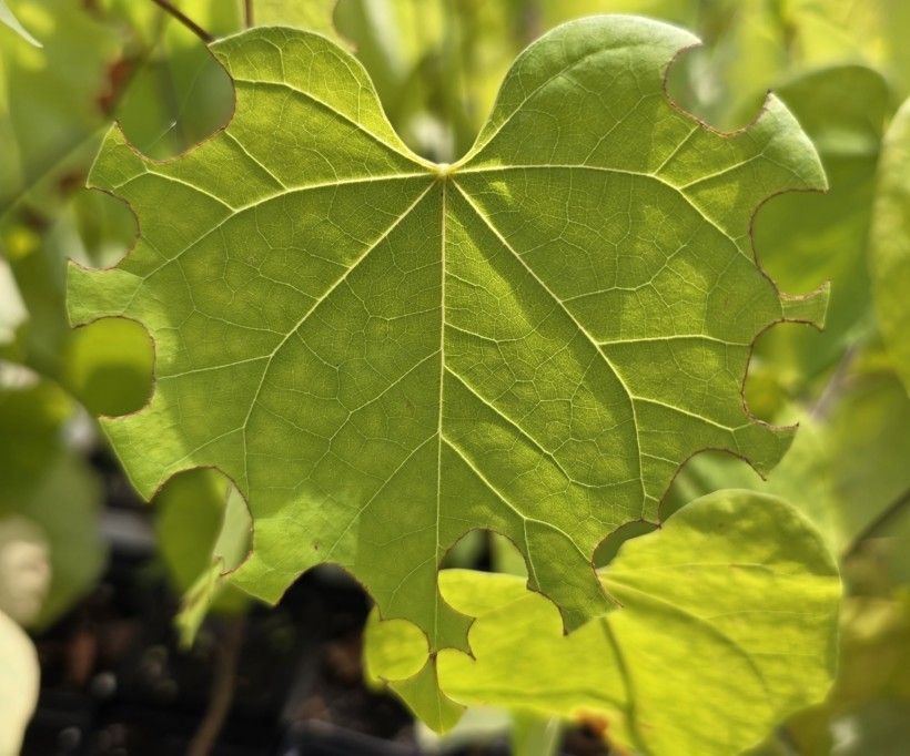 A greenish yellow leaf that is heart shaped.