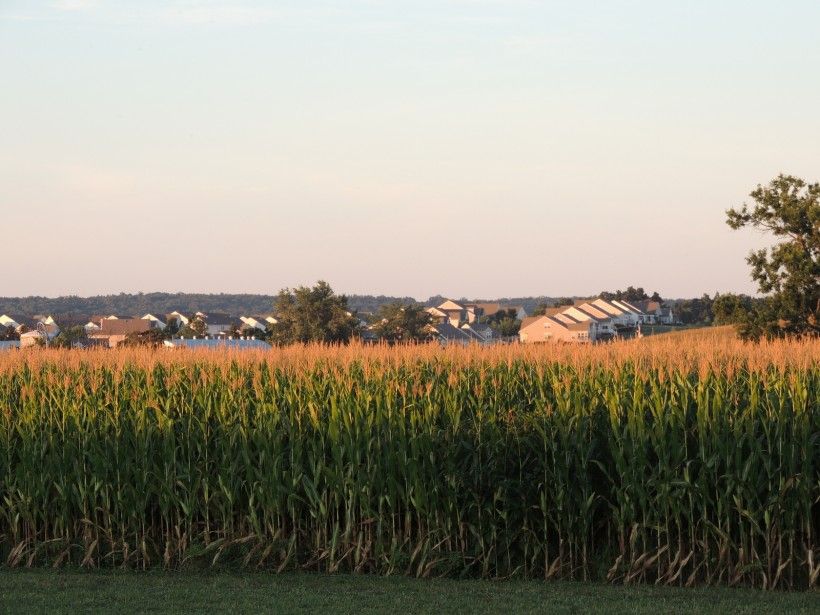 Farm field with tall crops in front of a sunset