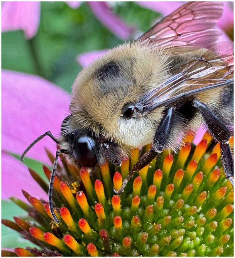 Photo by Thomas Kalina A close up of a bee on a purple flower
