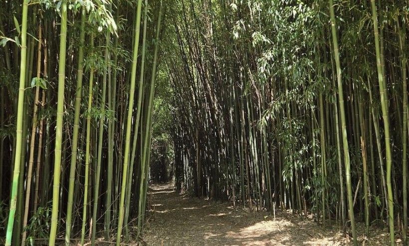 Bamboo, Glenroy Preserve. Credit: Nicole Kindbeiter Bamboo covered path