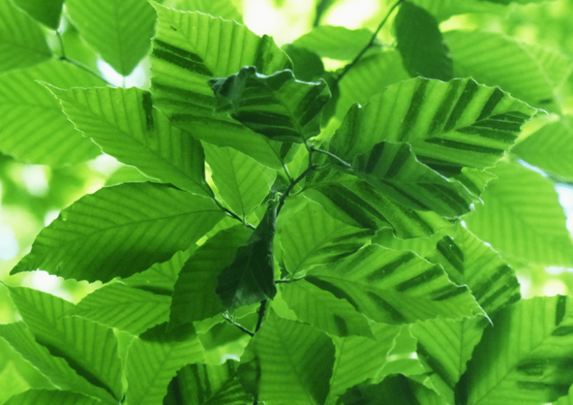 Green Beech Leaf 