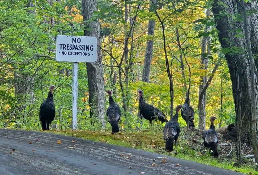 a group of turkeys sitting next to a "No Trespassing" sign