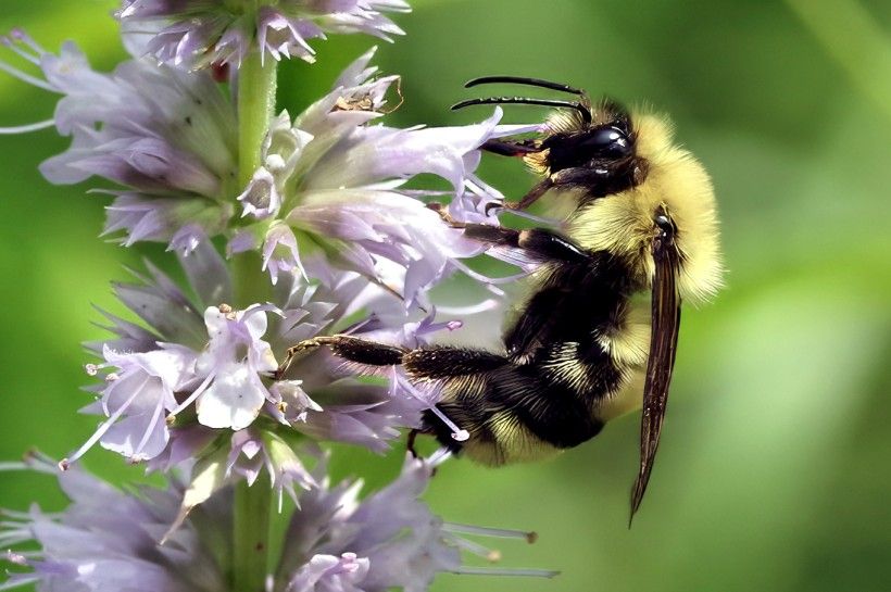 closeup of a bumblebee