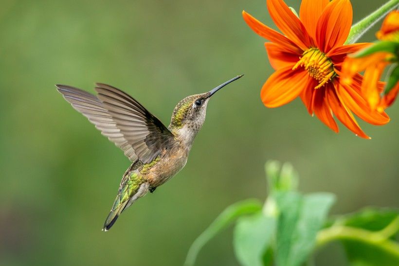 hummingbird nectaring on a flower
