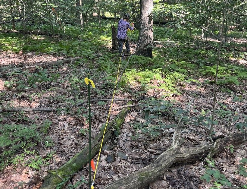 Jessica measuring 12-13 m from center point of plot. Credit: Julia Steiner Person measuring the distance between two trees in a forest