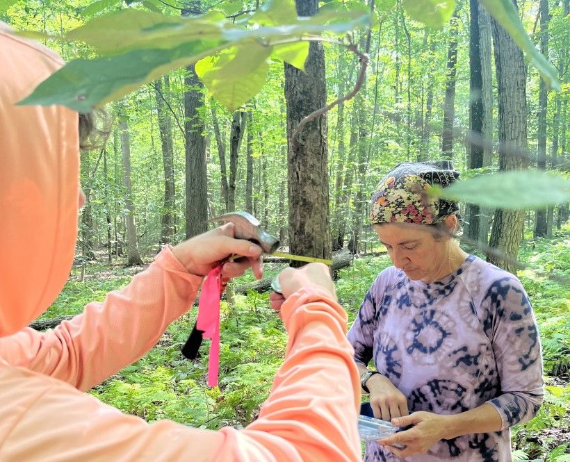 Measuring beech tree diameters at double breast height (dbh). Credit: Julia Steiner Man and woman tying brightly colored ribbons around trees