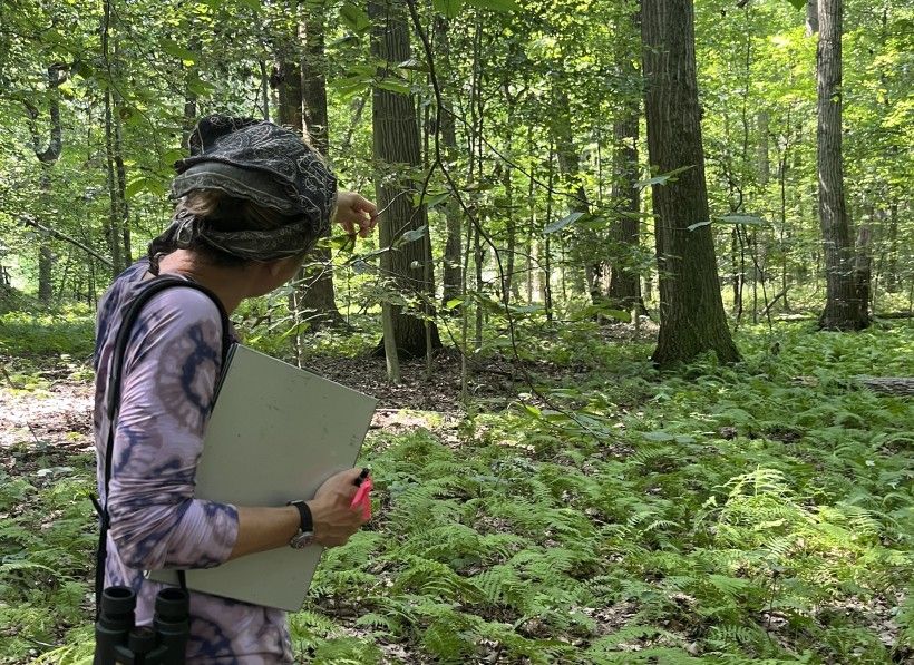 Dr. Schedlbauer completing a visual inspection of leaf damage caused by the nematode, <i>Litylenchus crenatae mccannii</i>. Credit: Julia Steiner Person inspecting the leaves of a tree