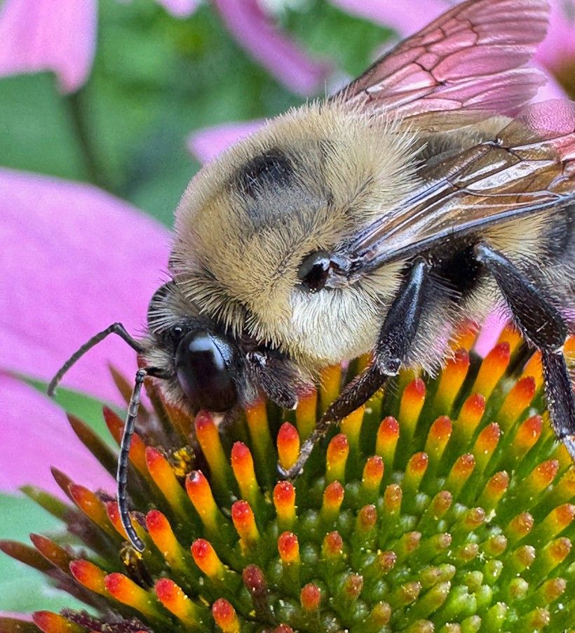 unclose shot of a bee on the center of a flower