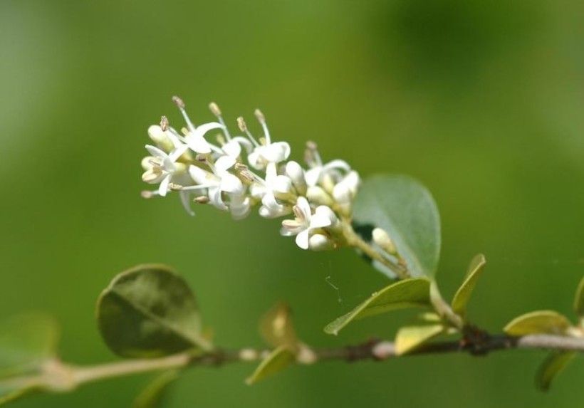 Small white flowers with rounded green leaves on a bush