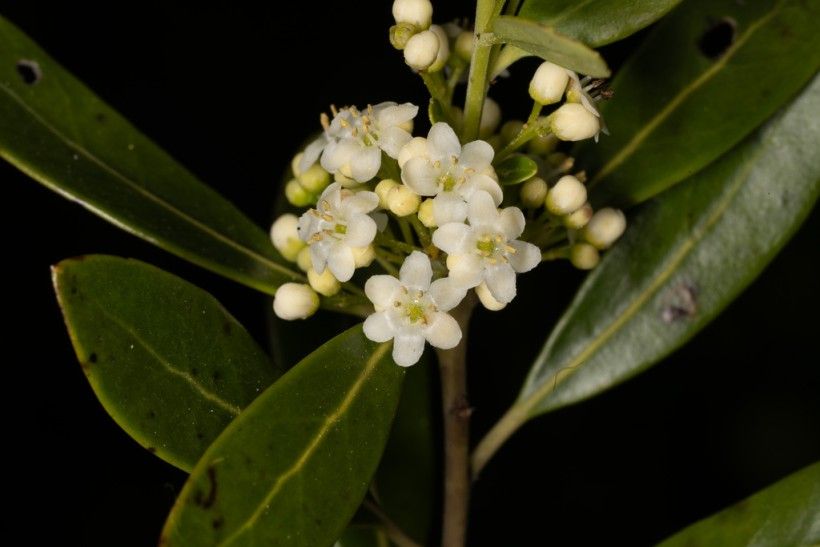 Invasive Species Spotlight: Chinese Privet | Brandywine Conservancy and ...