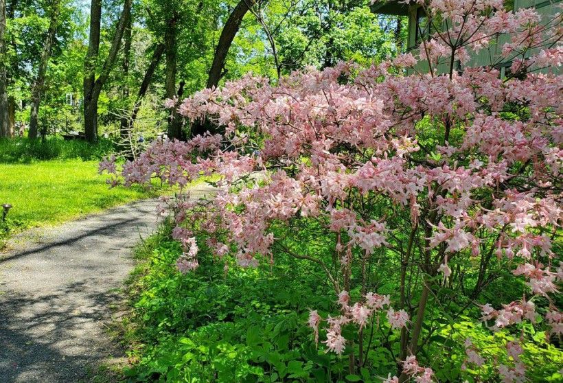 native azaleas