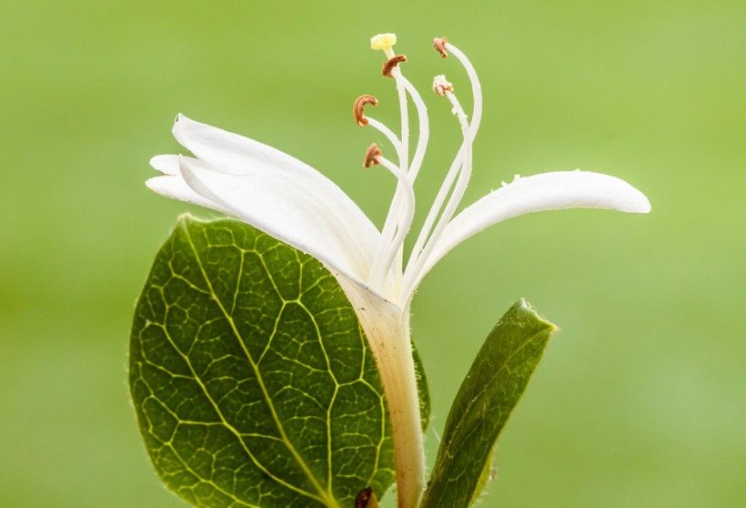 closeup of white flower