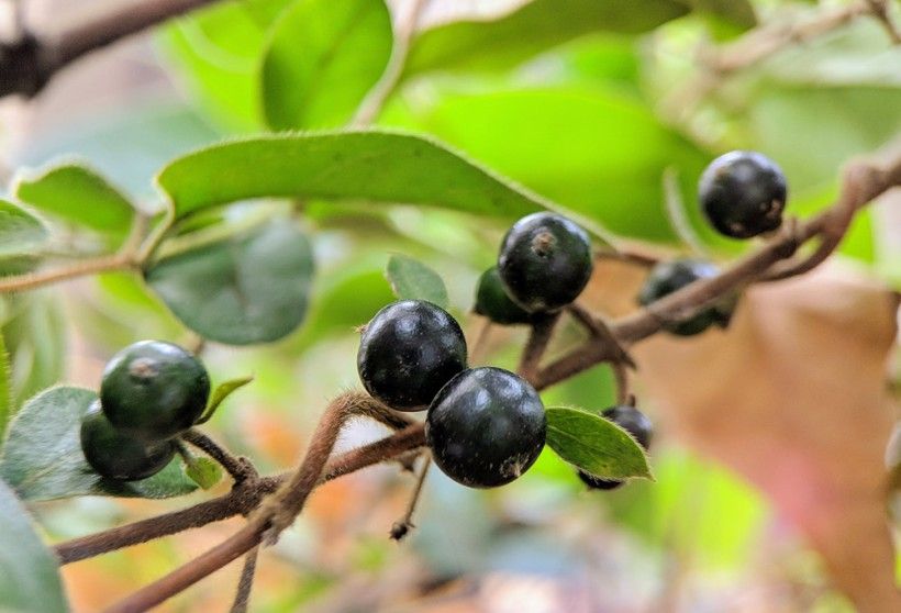 Japanese Honeysuckle