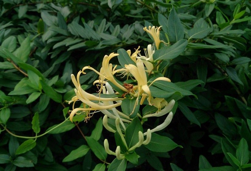 flowering Japanese honeysuckle