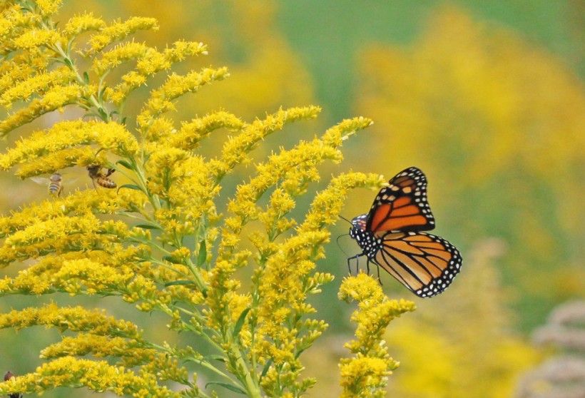 monarch butterfly on yellow plant