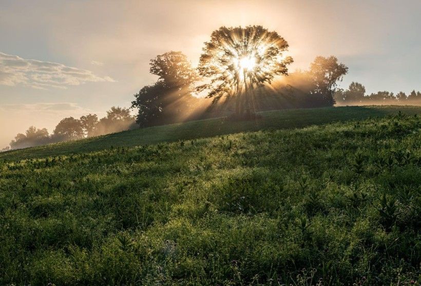 landscape with sun shining through tree