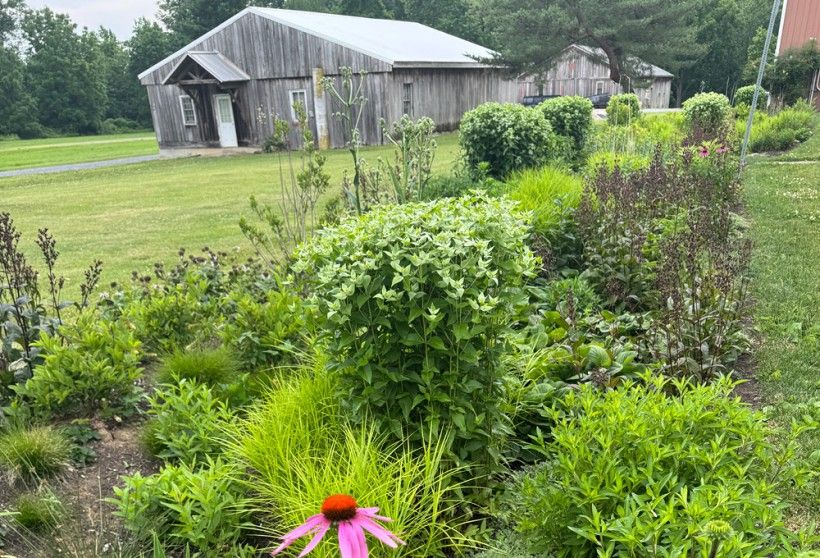 rain garden