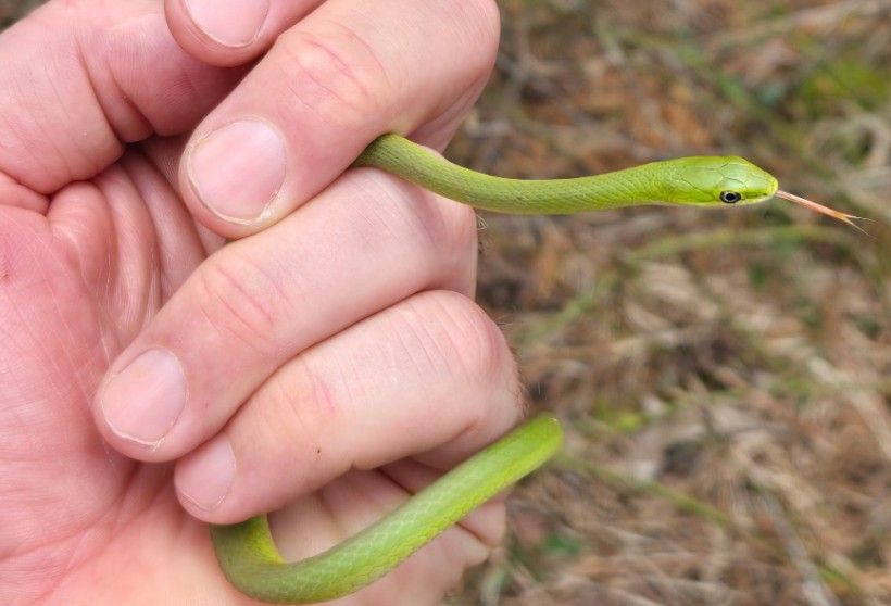 rough green snake