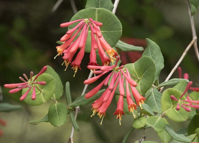 up-close photo of tubular pink flowers