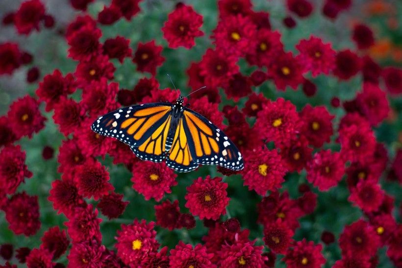 A Monarch butterfly resting on a bed of red Mums, with it's wings spread.