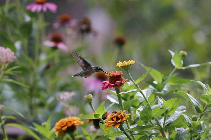 A humming bird getting nectar from a plant