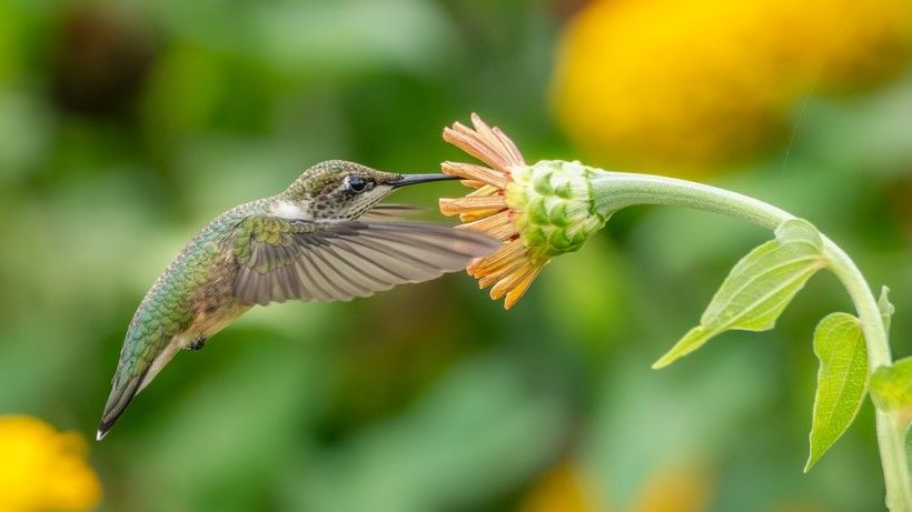 A humming bird getting nectar from a flower