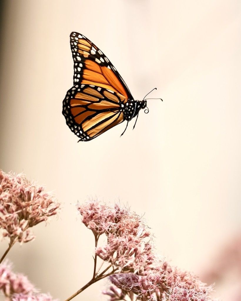 A Monarch butterfly flying across light pink flowers