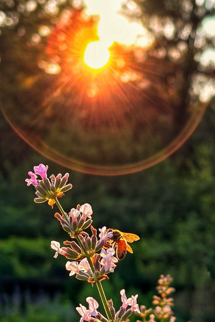A moth on a pink flower