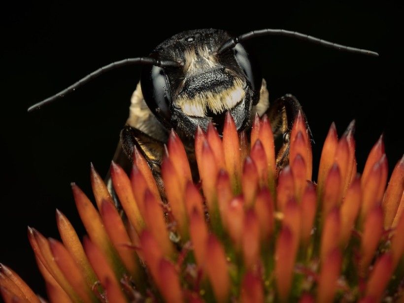Bee getting pollen from a flower