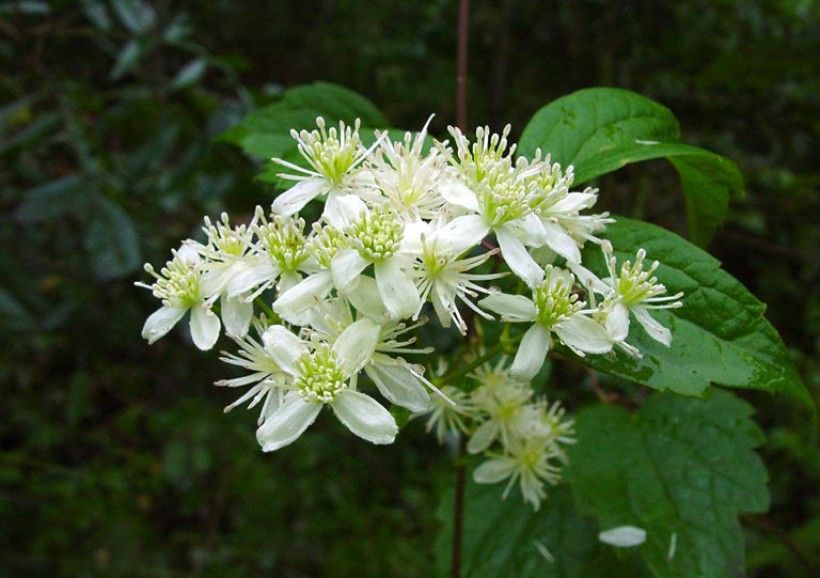 Clematis virginiana flowers