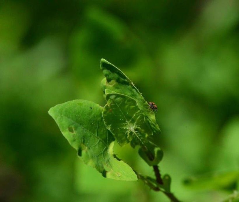 Mile-a-minute weevil