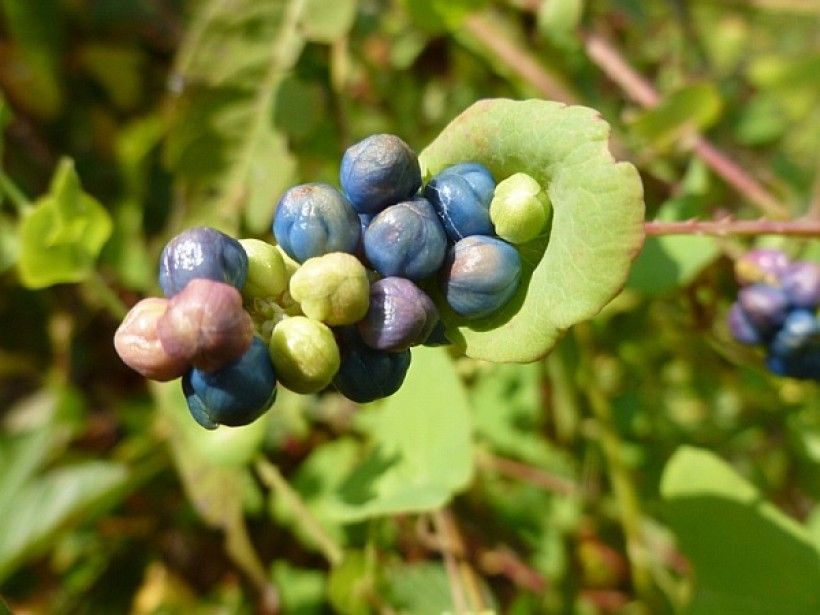 Metallic blue fruits of mile-a-minute
