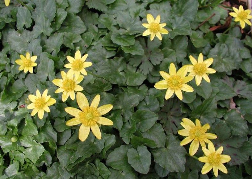 Lesser celandine flowers. Leslie J. Mehrhoff, University of Connecticut, Bugwood.org Lesser celandine flowers. Leslie J. Mehrhoff, University of Connecticut, Bugwood.org