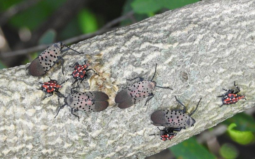Spotted lanternfly in late nymph and adult phase. Photo by Richard Gardner, Bugwood.org