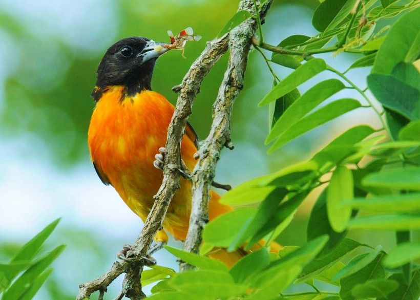 Photo courtesy of Derek Stoner, Delaware Nature Society.