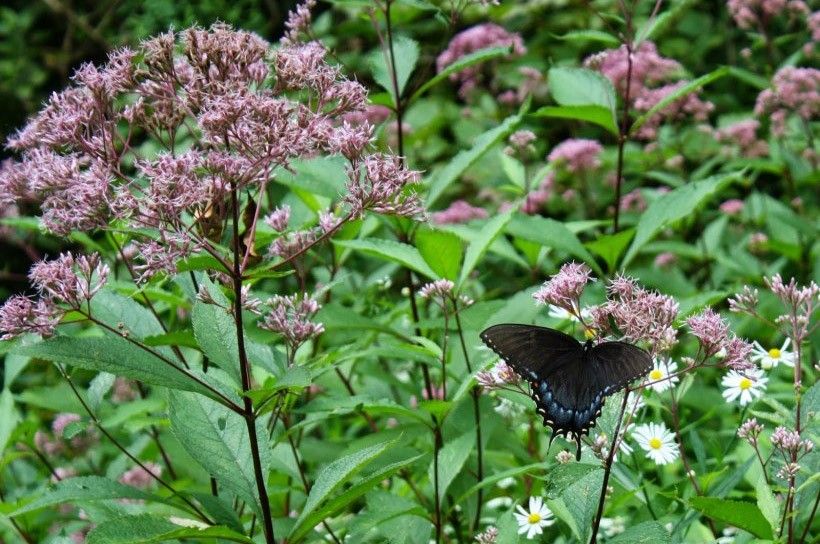 Black Swallowtail on Joe Pye Weed (Eupatoriadelphus fistulous)