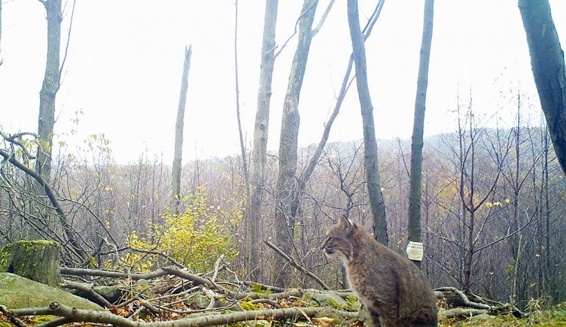 Bobcat at Penguin Court Preserve