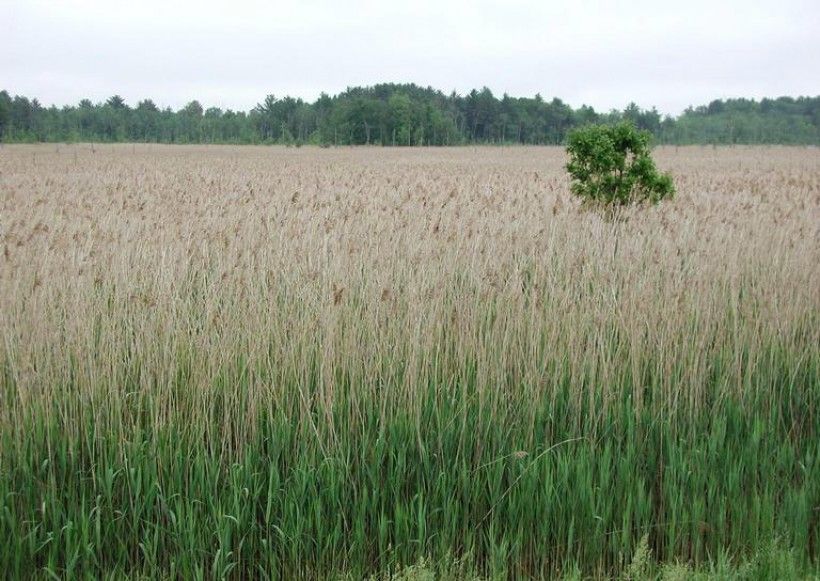 Field of Phragmites, Leslie J. Mehrhoff, University of Connecticut, Bugwood.org Field of Phragmites, Leslie J. Mehrhoff, University of Connecticut, Bugwood.org
