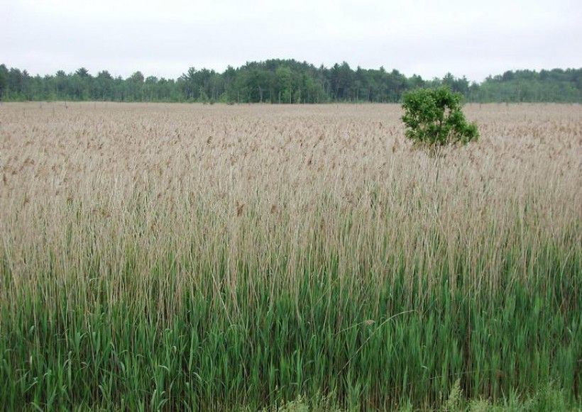 Field of Phragmites, Leslie J. Mehrhoff, University of Connecticut, Bugwood.org